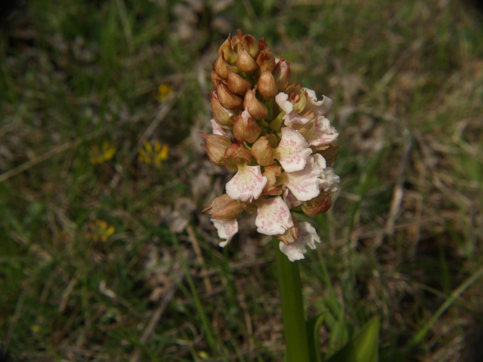 Orchid, Lady var. hypochromia